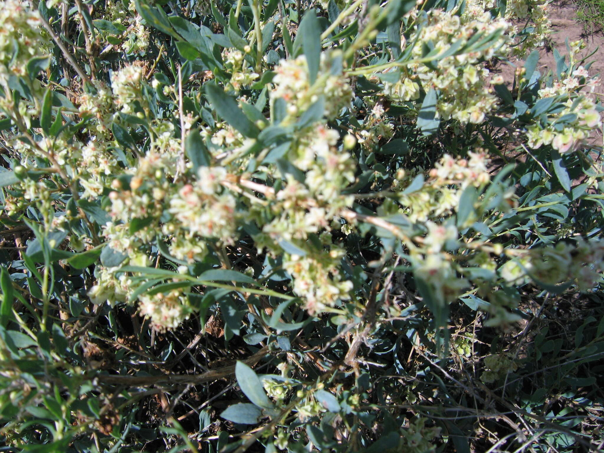 Image of Atraphaxis pungens (M. Bieb.) Jaub. & Spach