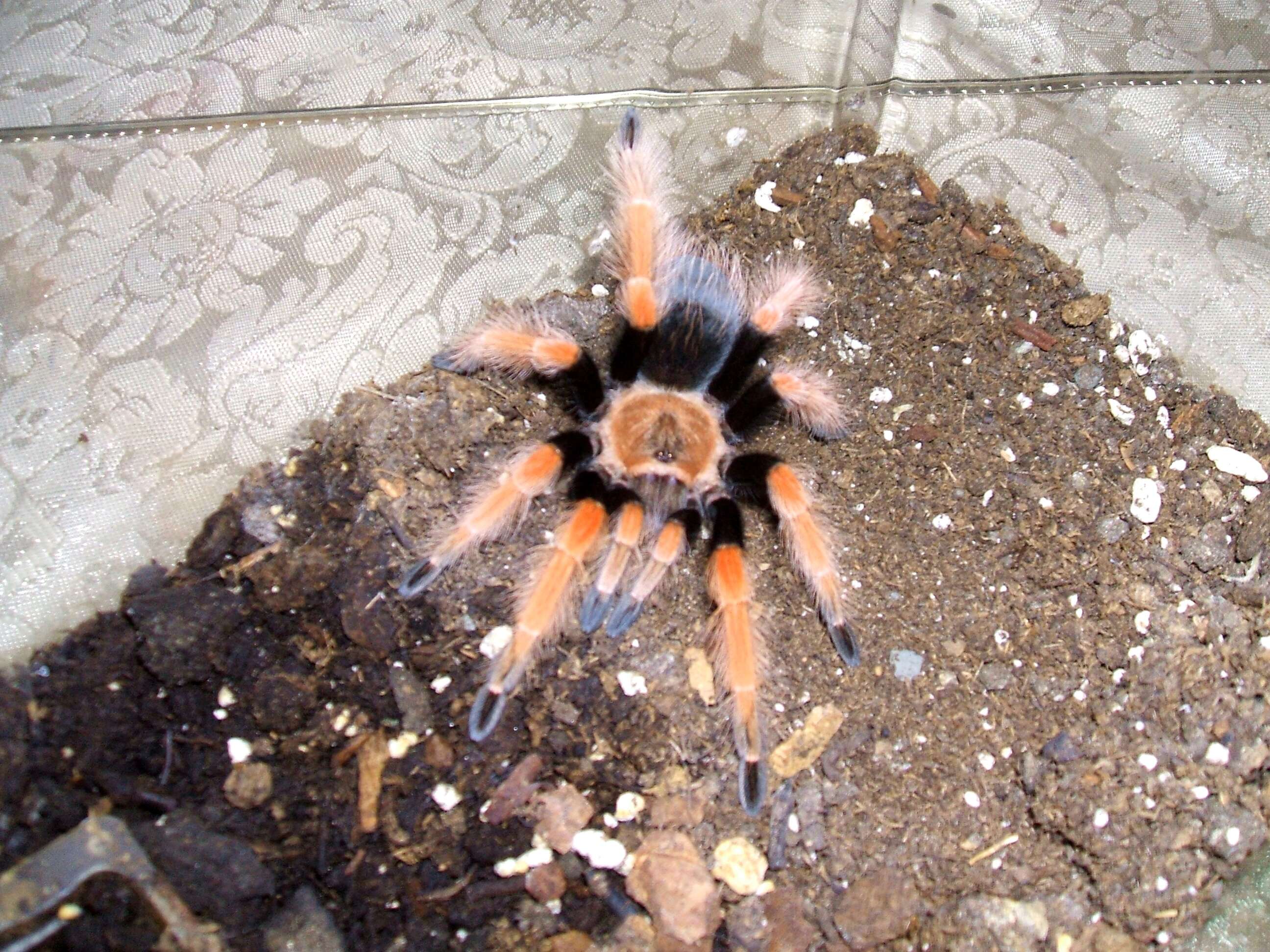 Image of Mexican Fireleg Tarantula