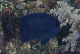 Image of Blue Velvet Angelfish