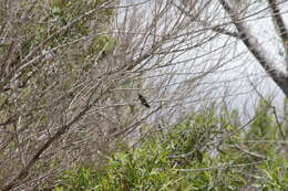 Image of Black-chinned Hummingbird