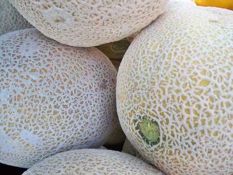 Image of Cucumis melo var. cantalupensis