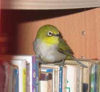 Image of Ashy-bellied White-eye