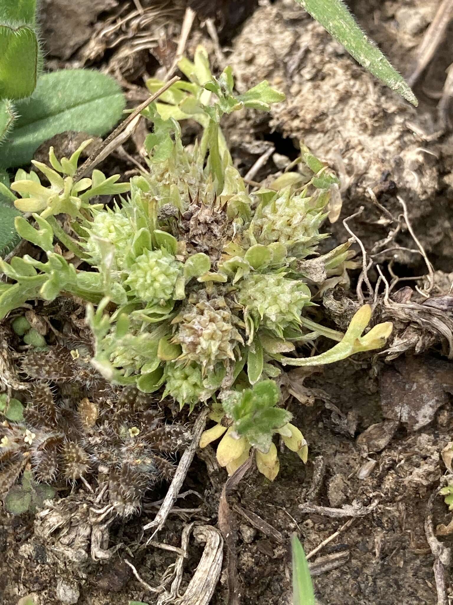 Plancia ëd Ceratocephala pungens P. J. Garnock-Jones