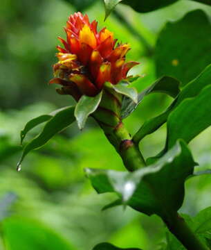 Image of Costus barbatus Suess.