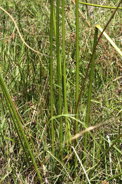 Слика од Juncus continuus L. A. S. Johnson