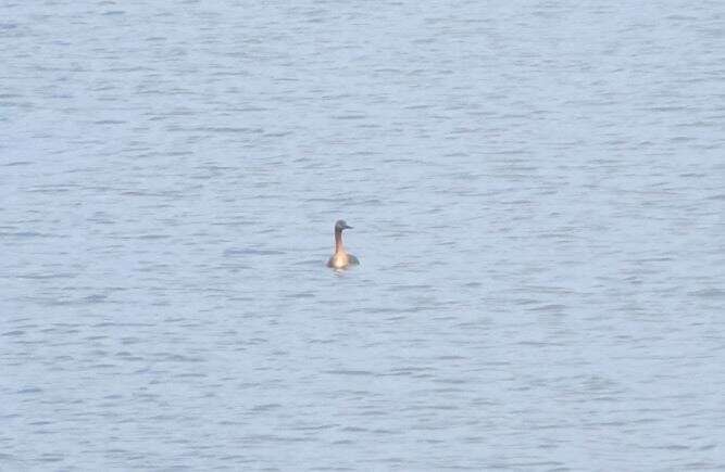 Image of Podiceps major navasi Manghi 1984