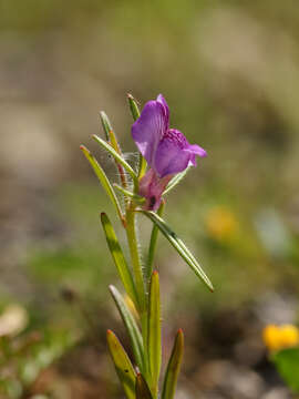 Слика од Misopates orontium (L.) Raf.