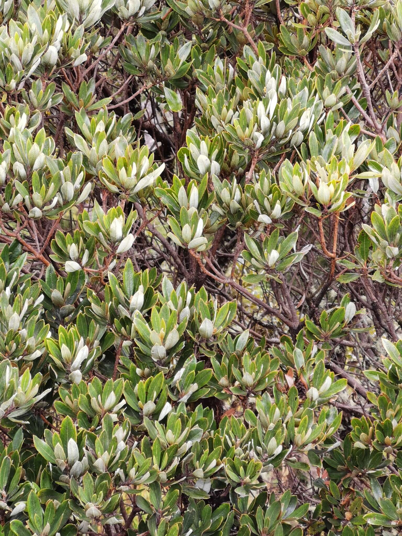 Image of Comarostaphylis arbutoides Lindl.