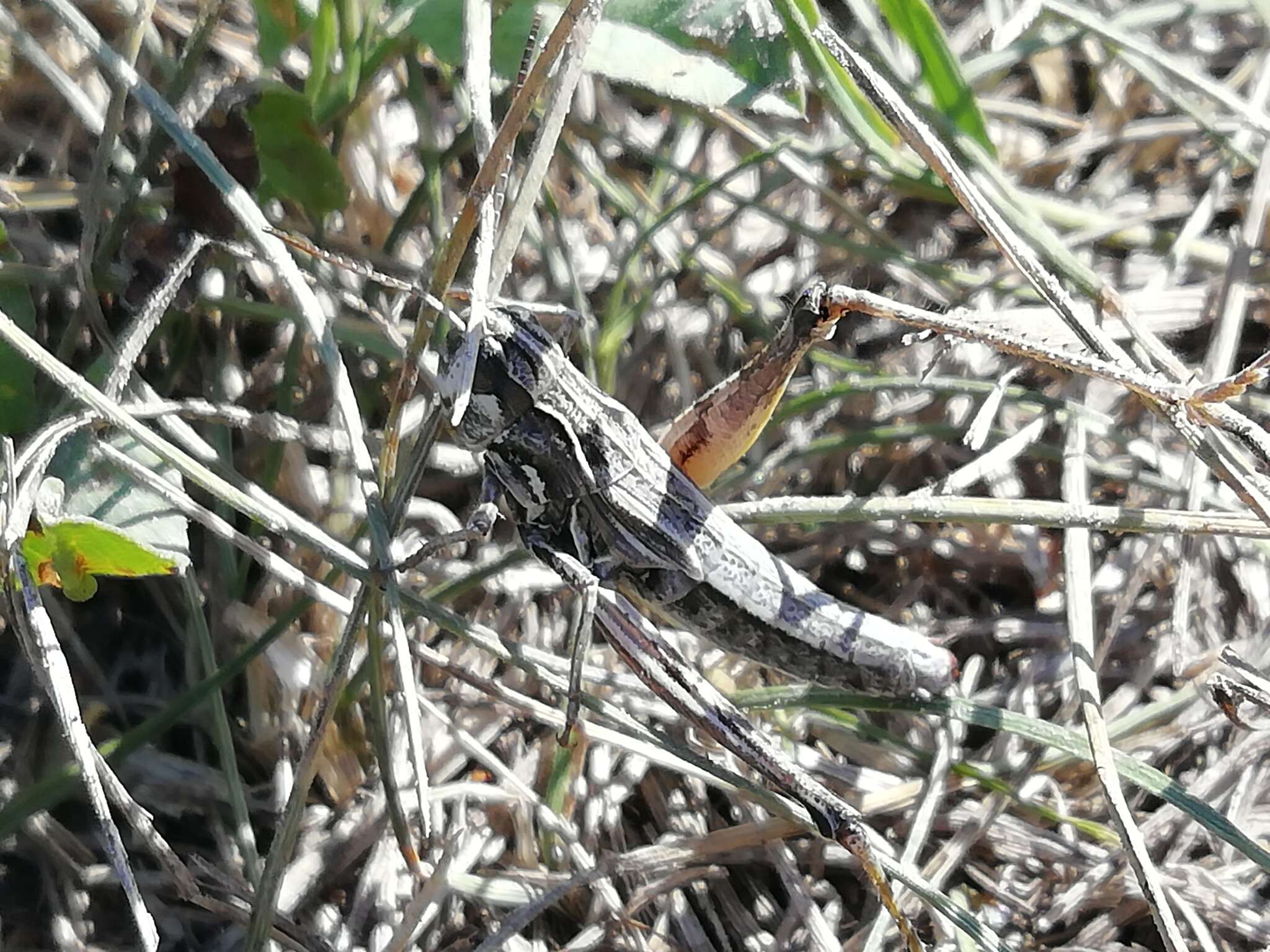 Image of Chorthippus fallax (Zubovski 1900)