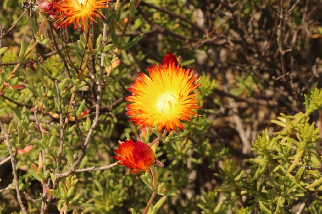 Imagem de Drosanthemum bicolor L. Bol.