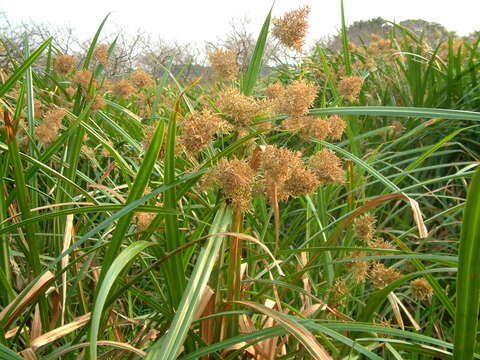 Imagem de Cyperus latifolius Poir.