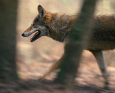 Image of Red wolf