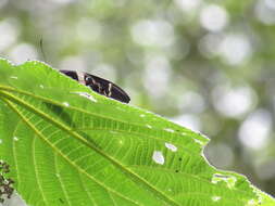 Image of Papilio garamas Geyer 1829