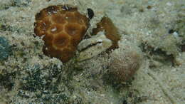 Image of Smooth blenny