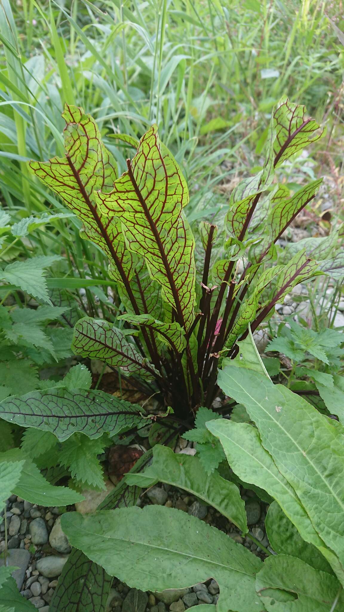 Image of <i>Rumex <i>sanguineus</i></i> var. sanguineus