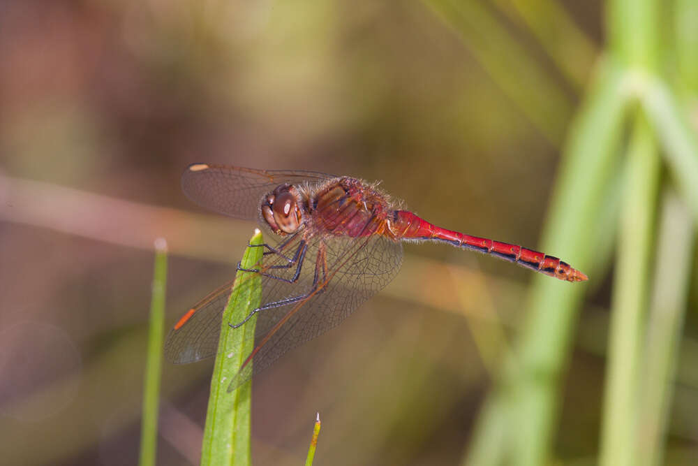 Image of Saffron-winged Meadowhawk