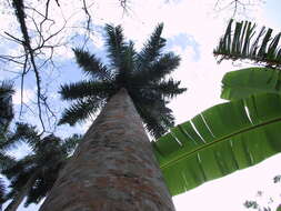 Image of Cuban Royal Palm