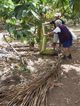 Image of Cuban Royal Palm