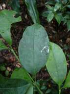 Garcinia ovalifolia Oliv.的圖片