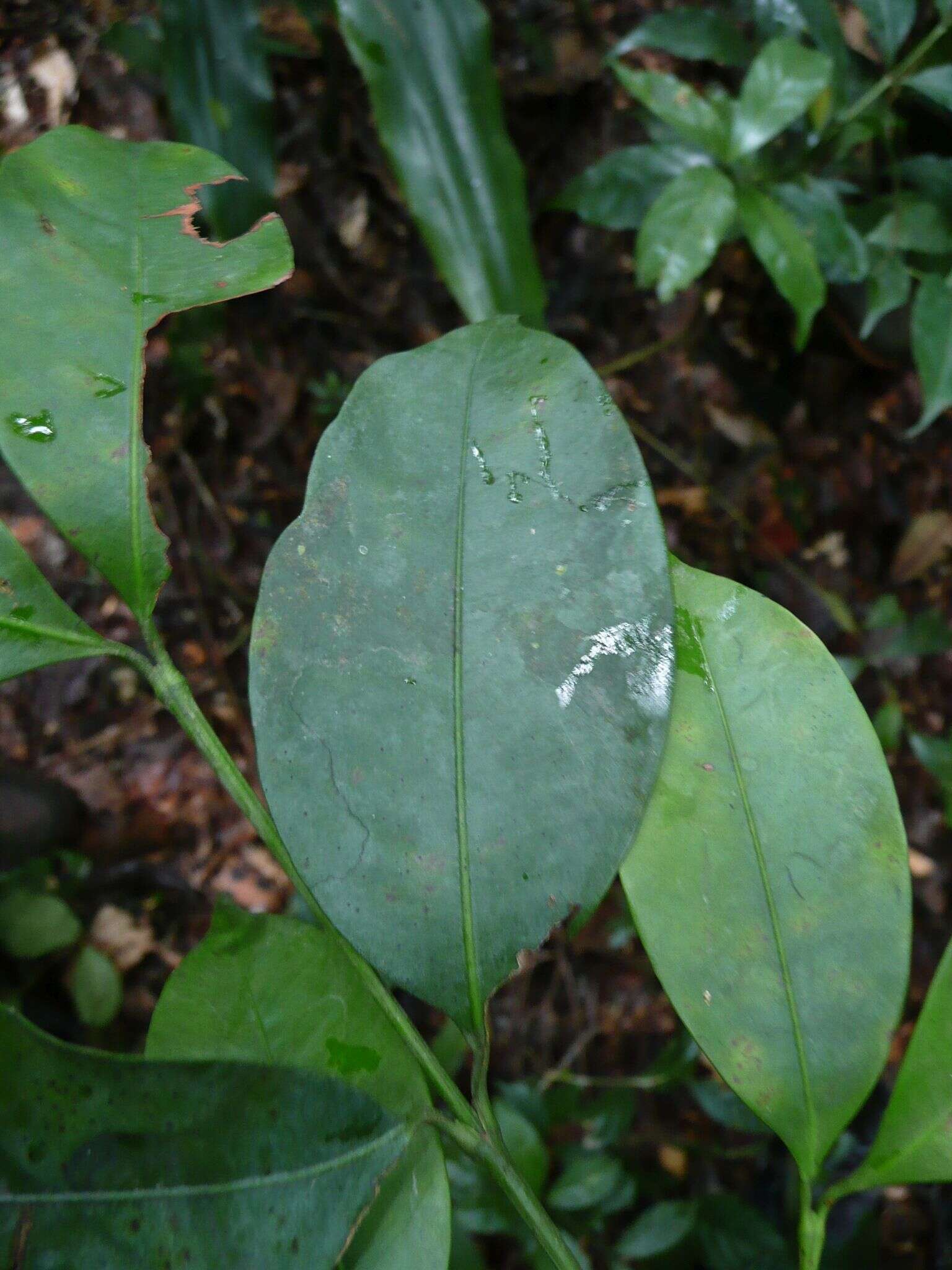Image of Garcinia ovalifolia Oliv.