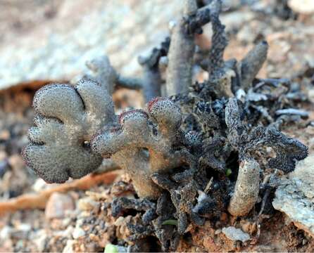 Tylecodon buchholzianus var. fasciculatus G. Williamson resmi