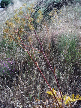 Image of Thapsia villosa L.