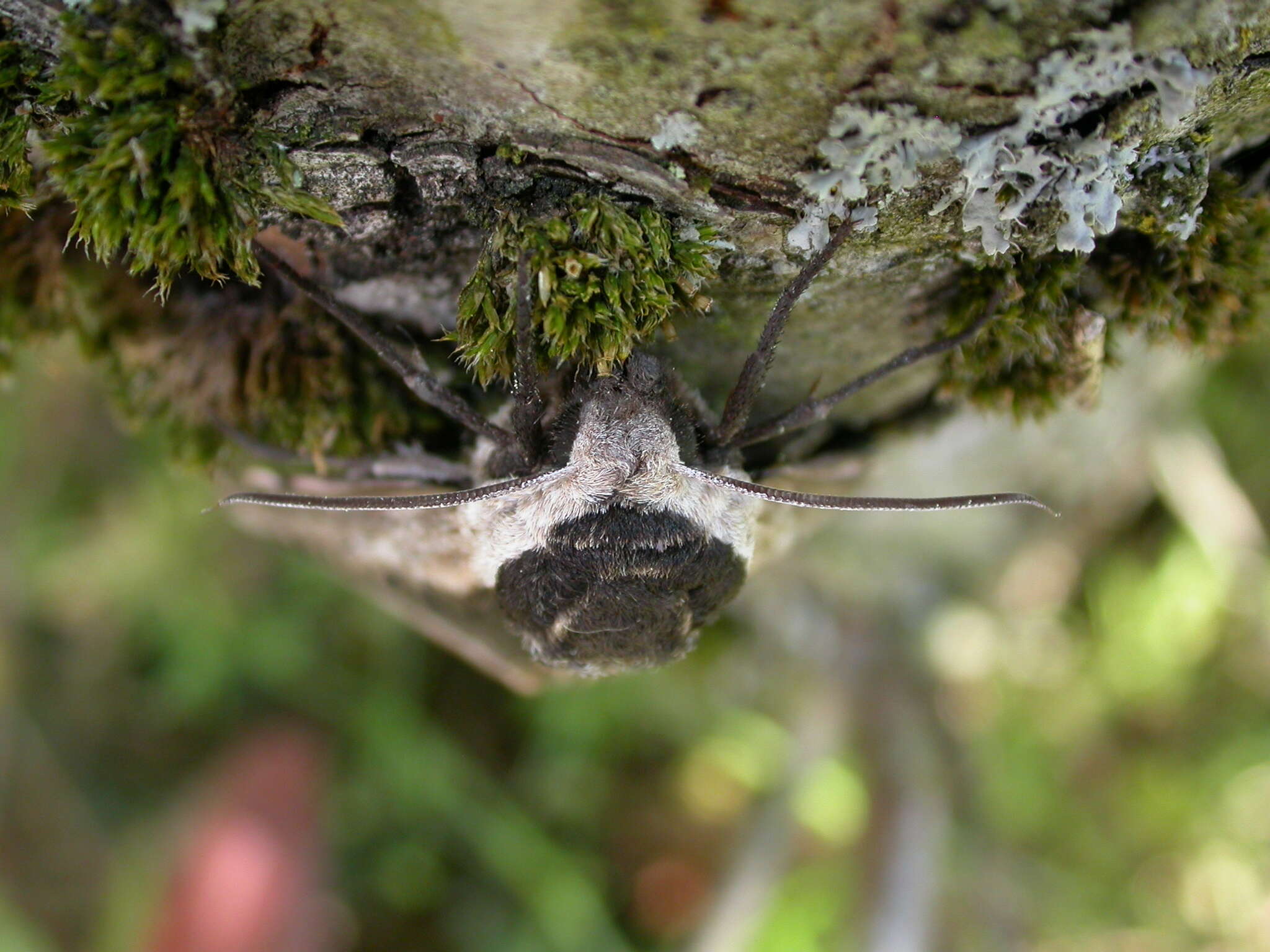 Image of privet hawk-moth