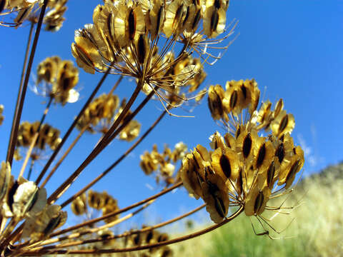 Image of Thapsia villosa L.