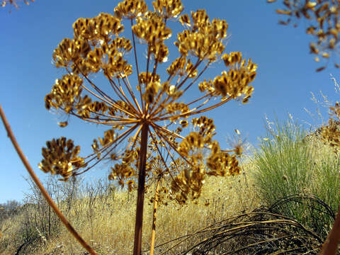 Image of Thapsia villosa L.