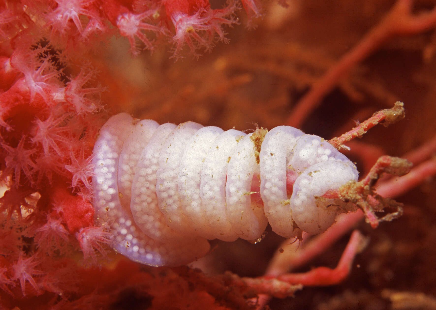 Image de Lemindidae Griffiths 1985