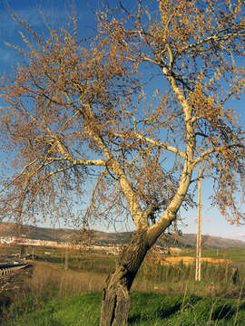 Image of Grey poplar