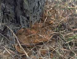 Image de Polypore chamois