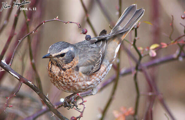 Image of Dusky Thrush