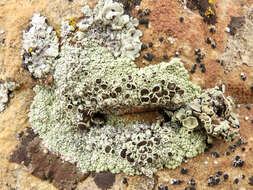 Imagem de Lecanora argopholis (Ach.) Ach.