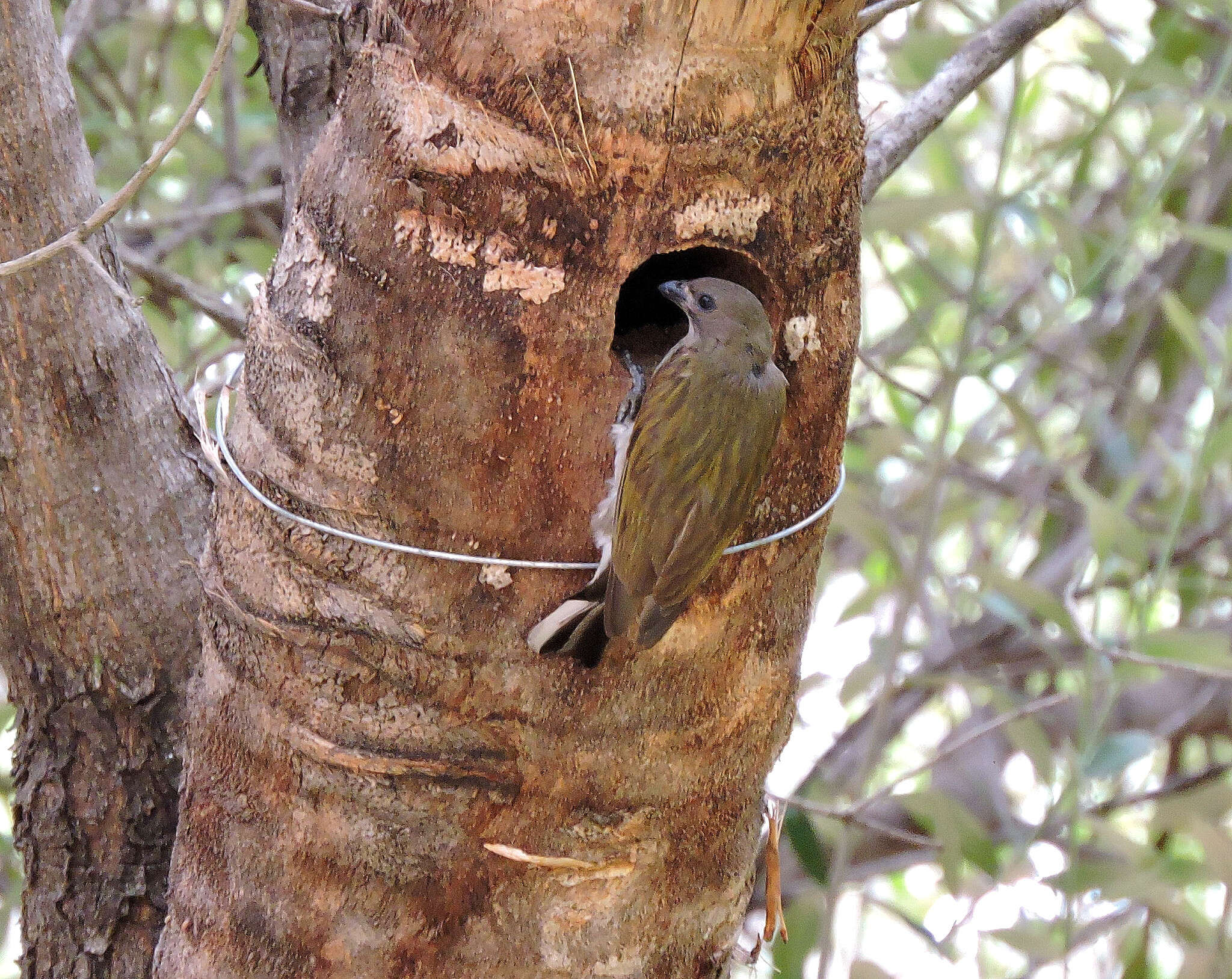 Image of Lesser Honeyguide