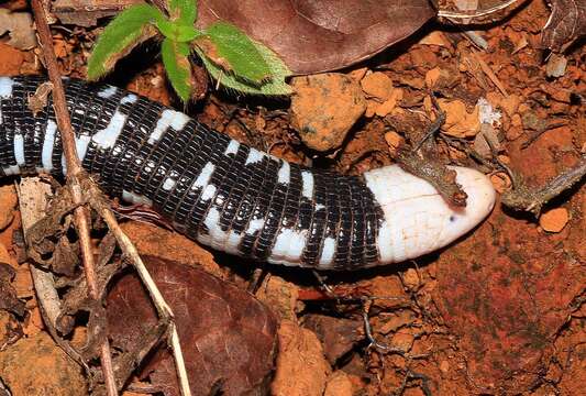 Image of Speckled Worm Lizard