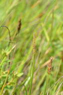 Image of Hollow-Stem Spike-Rush