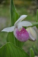 Image of Showy lady's slipper