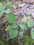 Antennaria parlinii subsp. fallax (Greene) R. J. Bayer & G. L. Stebbins resmi