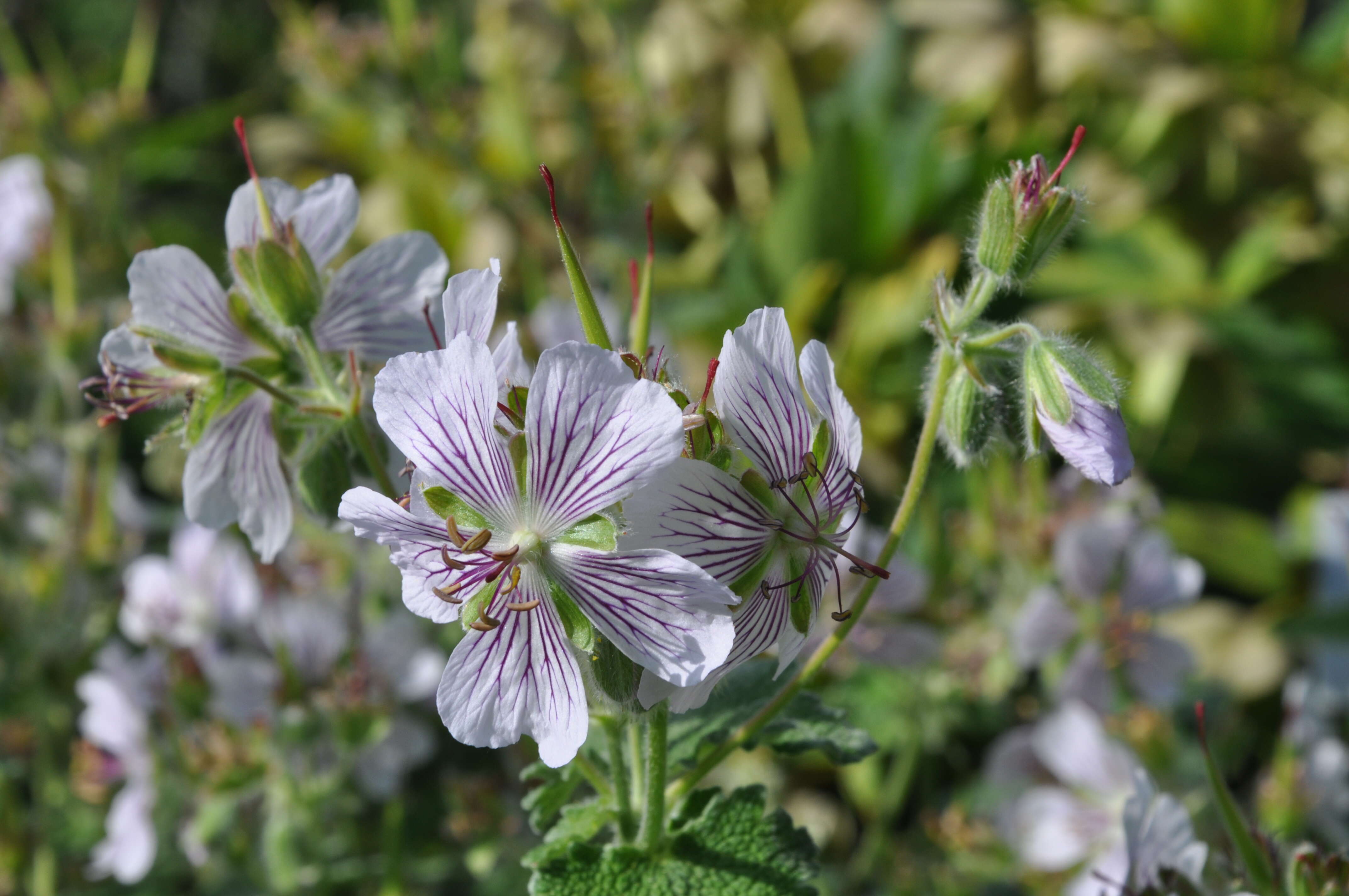 Image of cranesbill