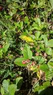 Image of Fragaria viridis subsp. campestris (Steven) Pawl.