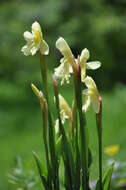 Image of Roscoea cautleoides