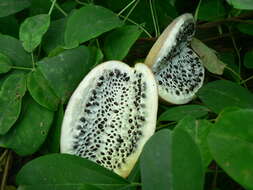 Image of chocolate vine