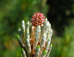 Image of Mountain Pine