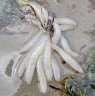 Image of Opalescent Inshore Squid