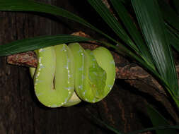 Image of Green Python