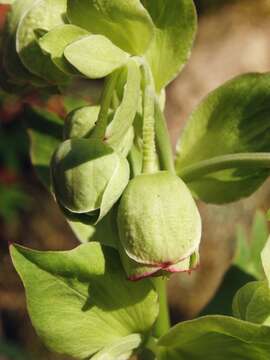 Image of Stinking Hellebore