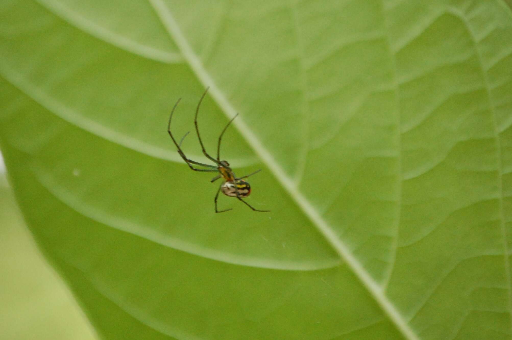 Image of Leucauge venusta (Walckenaer 1841)