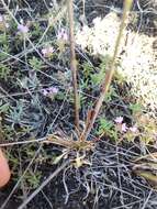 Image de Silene chlorantha (Willd.) Ehrh.