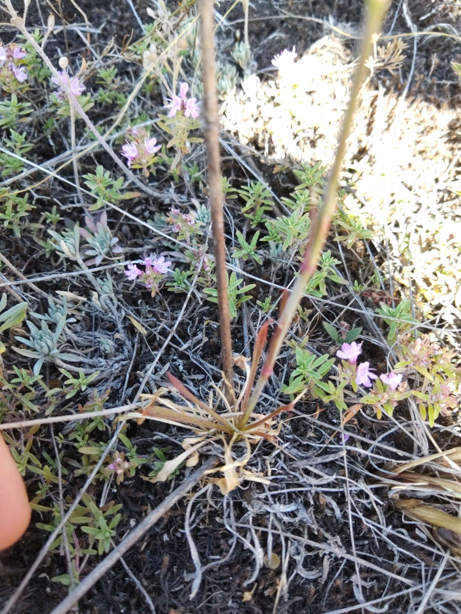 Image de Silene chlorantha (Willd.) Ehrh.